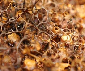 Stingless Bee Honey 針なし蜜蜂のはちみつ